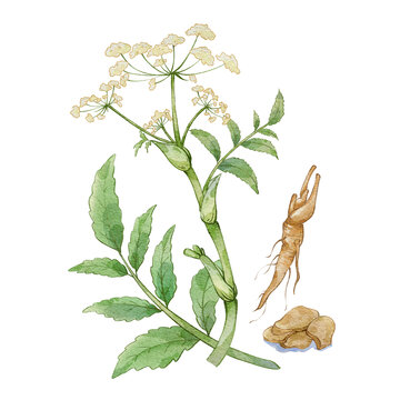 白芷水彩插畫手繪中藥材