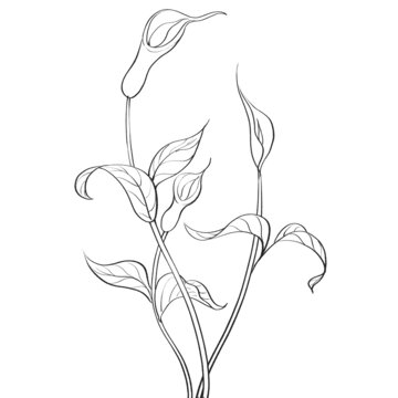 半夏線稿水彩插畫手繪中藥材