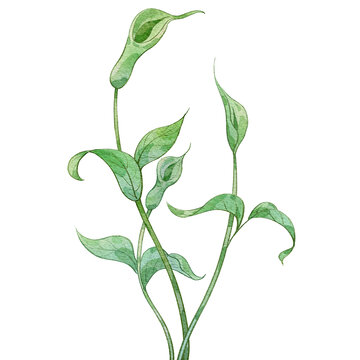 半夏水彩插畫手繪中藥材