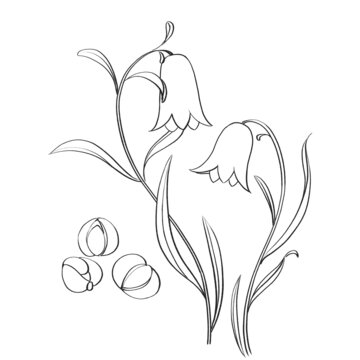 川貝母線(xiàn)稿水彩插畫(huà)手繪中藥材