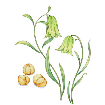 川貝母水彩插畫(huà)手繪中藥材