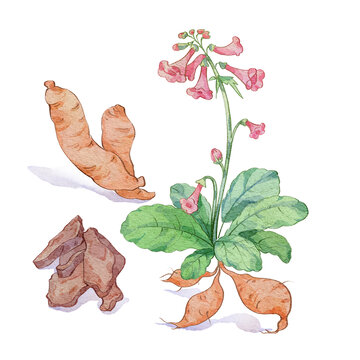 地黃水彩插畫手繪中藥材