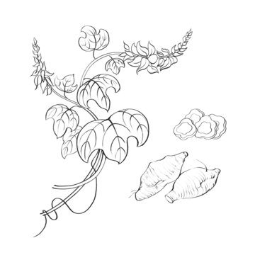 葛根線稿水彩插畫(huà)手繪中藥材