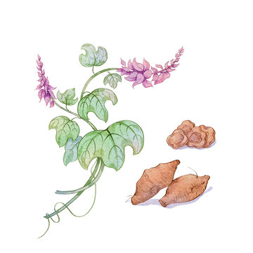 葛根水彩插畫手繪中藥材