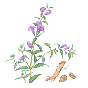 黃芩水彩插畫手繪中藥材