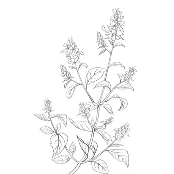 藿香線稿水彩插畫手繪中藥材