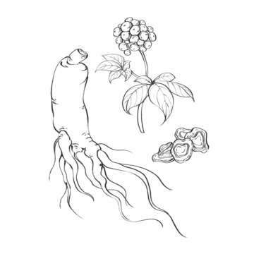 人參線稿水彩插畫手繪中藥材