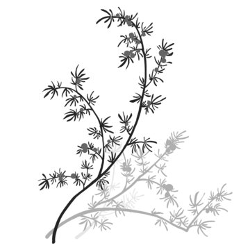 天門冬線稿水彩插畫手繪中藥材