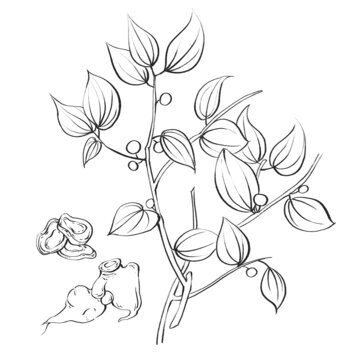 烏藥線稿水彩插畫手繪中藥材