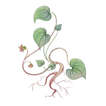 細(xì)辛水彩插畫手繪中藥材
