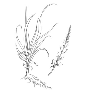 知母線稿水彩插畫手繪中藥材