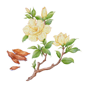 梔子水彩插畫手繪中藥材