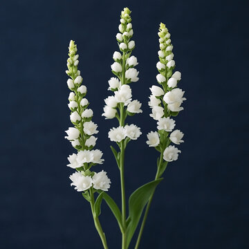 雪花兔柳