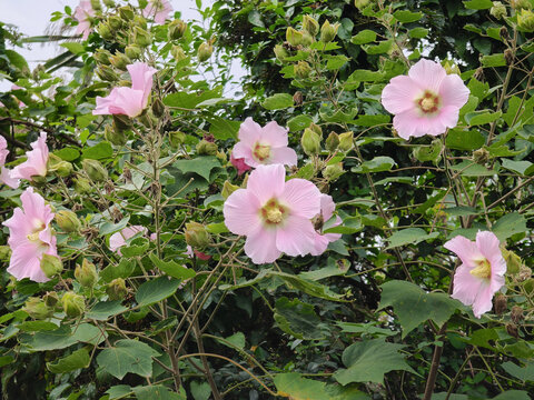粉色多朵木芙蓉