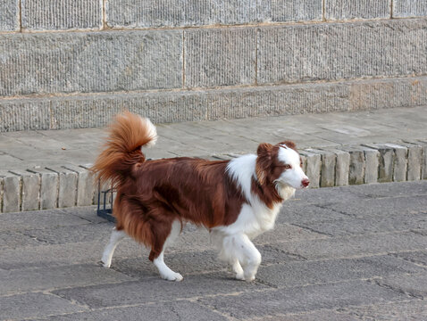 邊牧犬