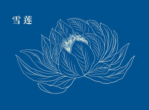 雪蓮插畫