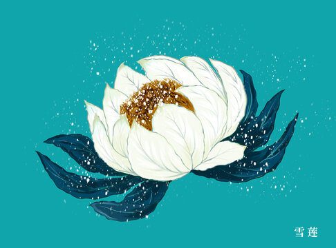 雪蓮插畫