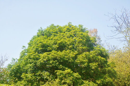 綠樹