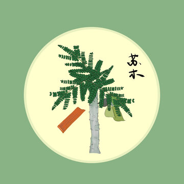 中藥插畫蘇木