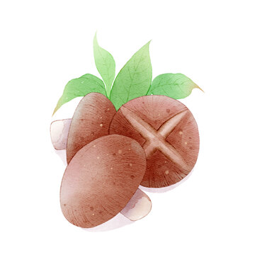 小清新水彩風香菇