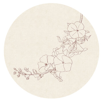 凌霄花白描線稿