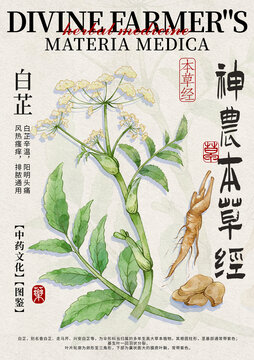 白芷中藥材水彩設(shè)計(jì)模版