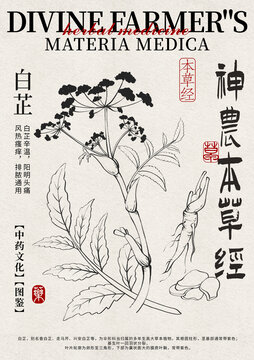 白芷線稿中藥材水彩設(shè)計(jì)模版