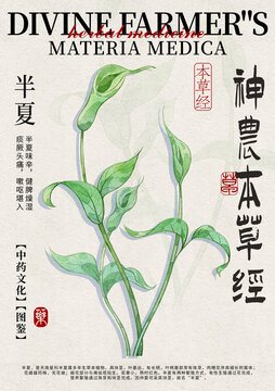 半夏中藥材水彩設(shè)計模版