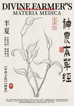 半夏線稿中藥材水彩設(shè)計模版