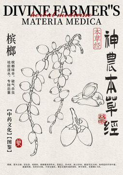 檳榔線稿中藥材水彩設(shè)計模版