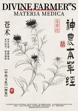 蒼術(shù)線稿中藥材水彩設(shè)計(jì)模版