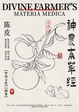 陳皮線稿中藥材水彩設計模版