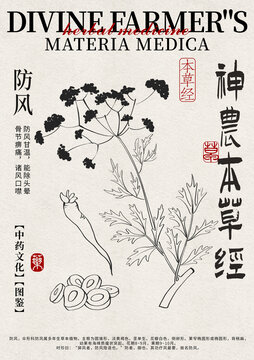 防風(fēng)線稿中藥材水彩設(shè)計模版