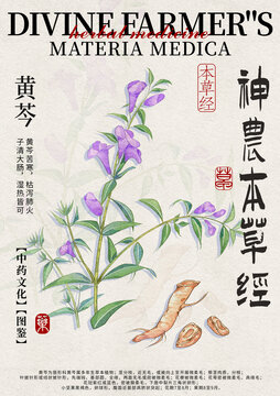 黃芩中藥材水彩設(shè)計(jì)模版