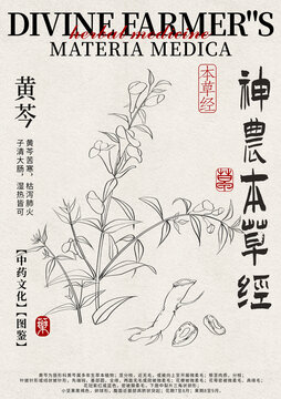 黃芩線稿中藥材水彩設(shè)計模版