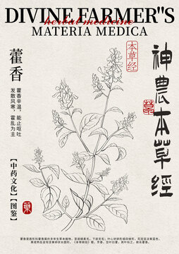 藿香線稿中藥材水彩設(shè)計(jì)模版