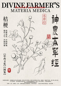 桔梗線稿中藥材水彩設(shè)計(jì)模版