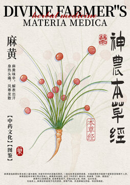 麻黃中藥材水彩設(shè)計模版