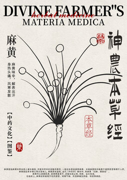 麻黃線稿中藥材水彩設計模版