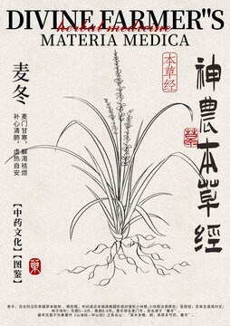 麥冬線稿中藥材水彩設(shè)計(jì)模版