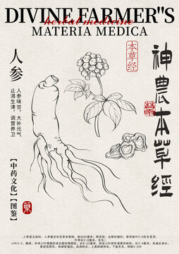 人參線稿中藥材水彩設(shè)計(jì)模版