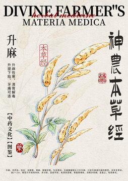 升麻中藥材水彩設(shè)計(jì)模版