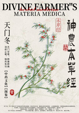 天門冬手繪中藥材水彩設(shè)計模版
