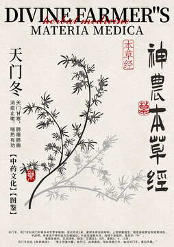 天門冬線稿中藥材水彩設(shè)計(jì)模版