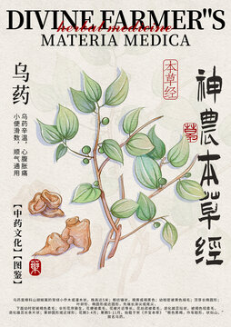 烏藥中藥材水彩設(shè)計(jì)模版