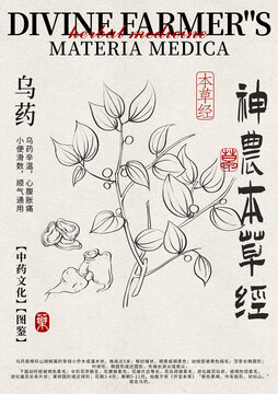烏藥線稿中藥材水彩設(shè)計(jì)模版