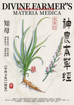 知母中藥材水彩設計模版