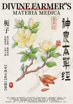 梔子中藥材水彩設(shè)計(jì)模版