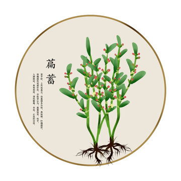 手繪中草藥萹蓄