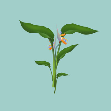 鶴望蘭